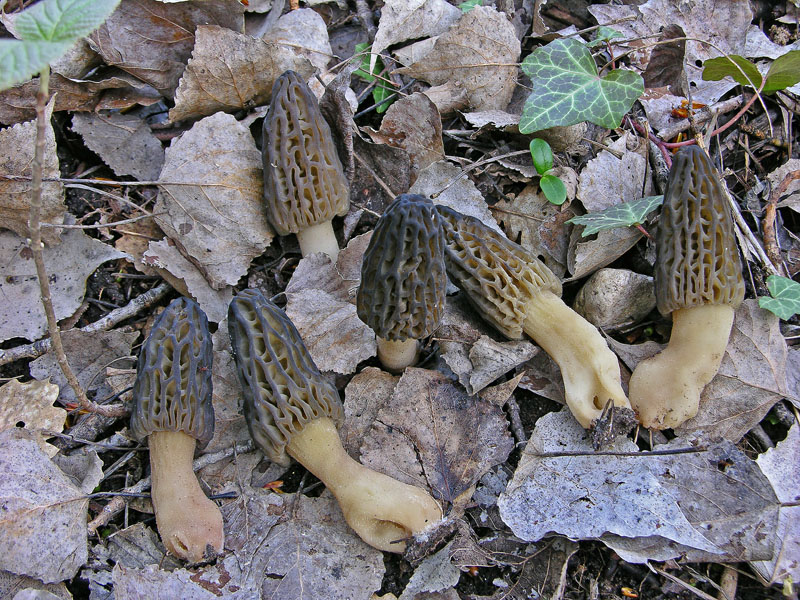 Gioved� 5 aprile Morchella sp.